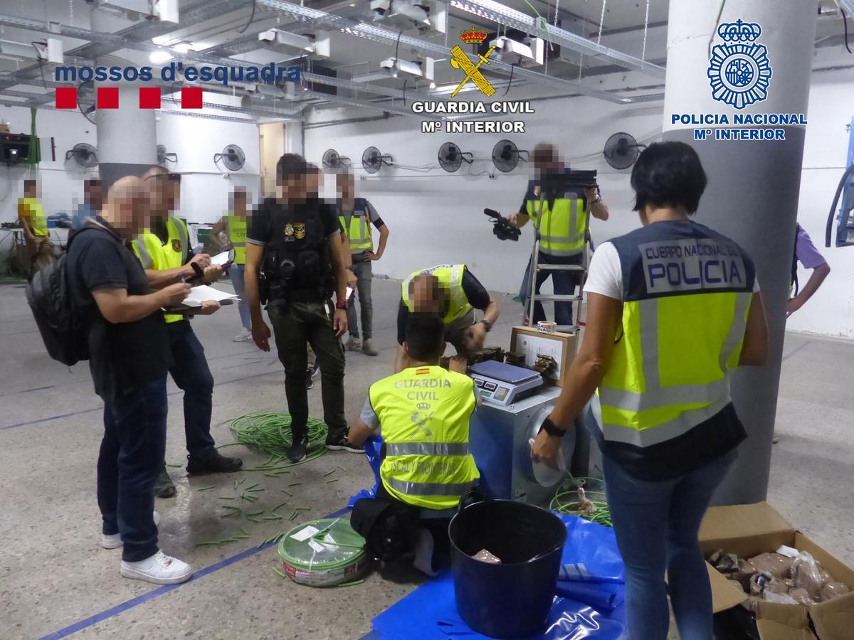 Confiscades més de cinc tones de marihuana a Mataró i a Pineda de Mar Confiscades més de cinc tones de marihuana a Mataró i a Pineda de Mar
