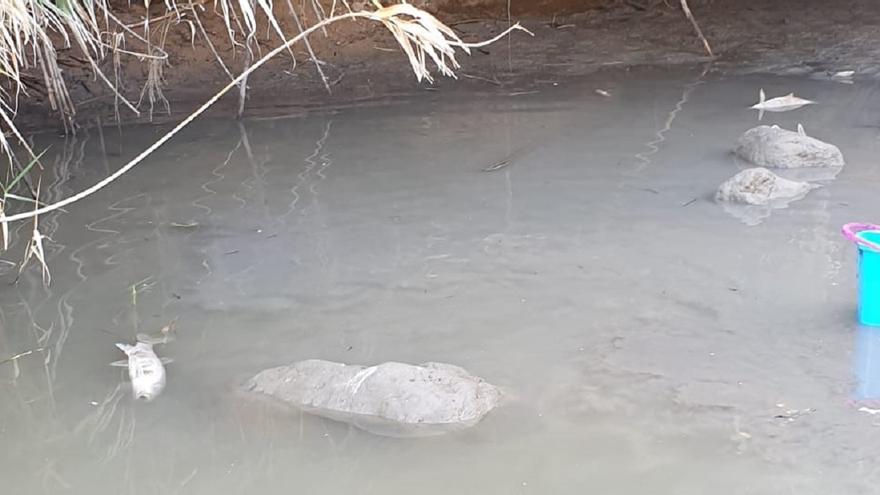 La sequedad del río Canyoles mata cientos de ejemplares de peces en Xàtiva