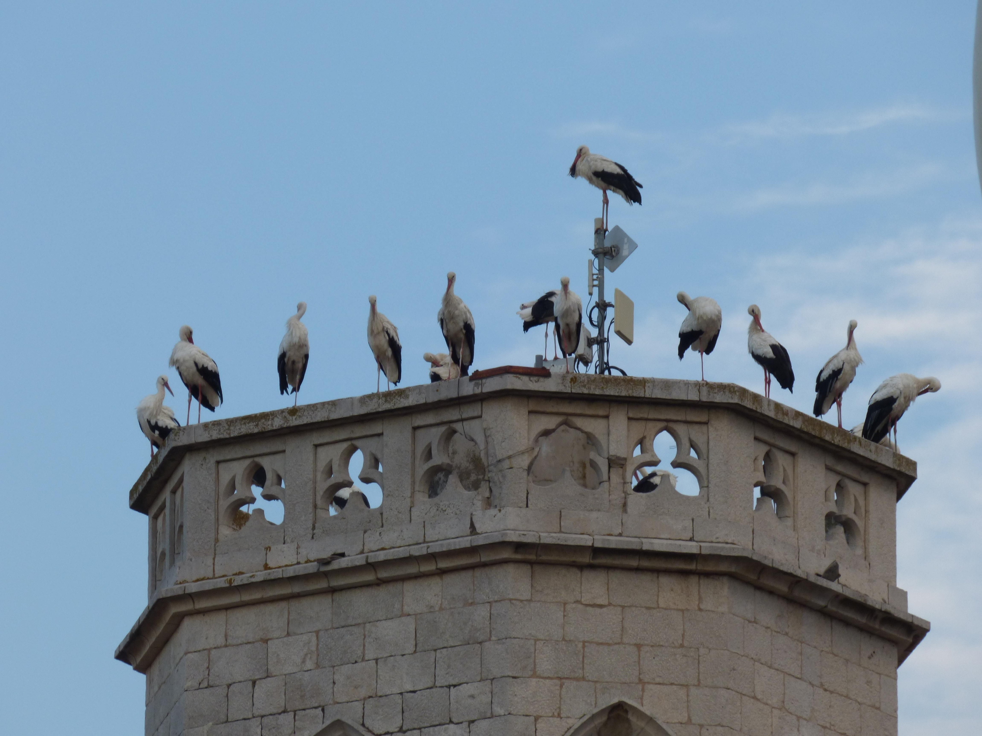 Un estol de cigonyes fa parada a Figueres