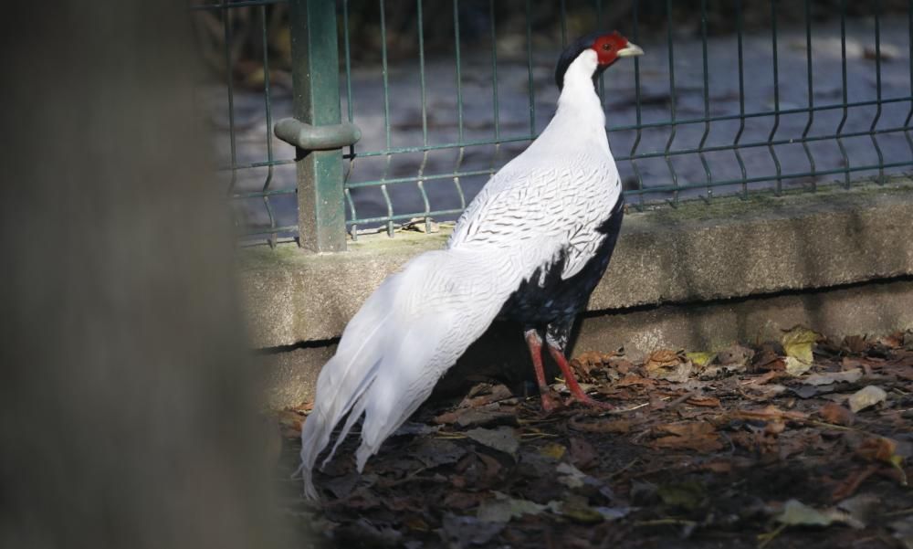 El parque Isabel la Católica supera las 600 aves