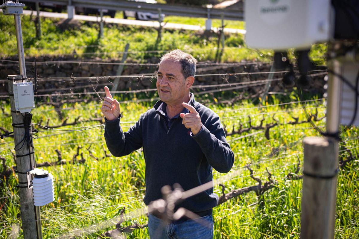 Implementación de la Inteligencia Artificial en la producción de bodegas Viñátigo