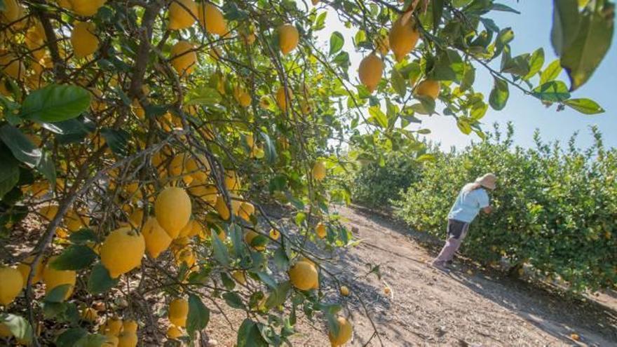 Imagen de una plantación de limones en la huerta de la Vega Baja con un agricultor comprobando la evolución de la cosecha.