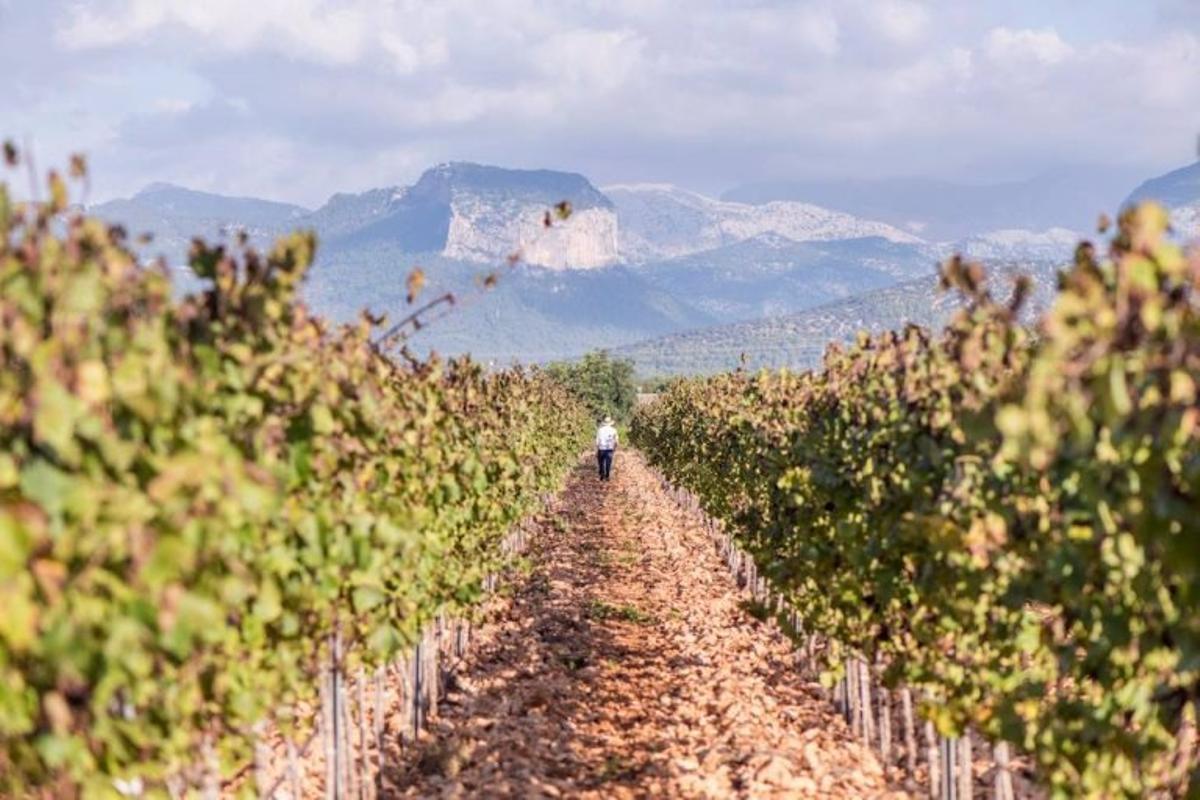 Die Weinberge der Bodega Tianna Negre in Benissalem.