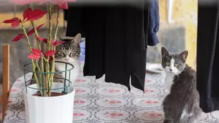 Vivir rodeados de gatos: la odisea de varios vecinos de Rabasa