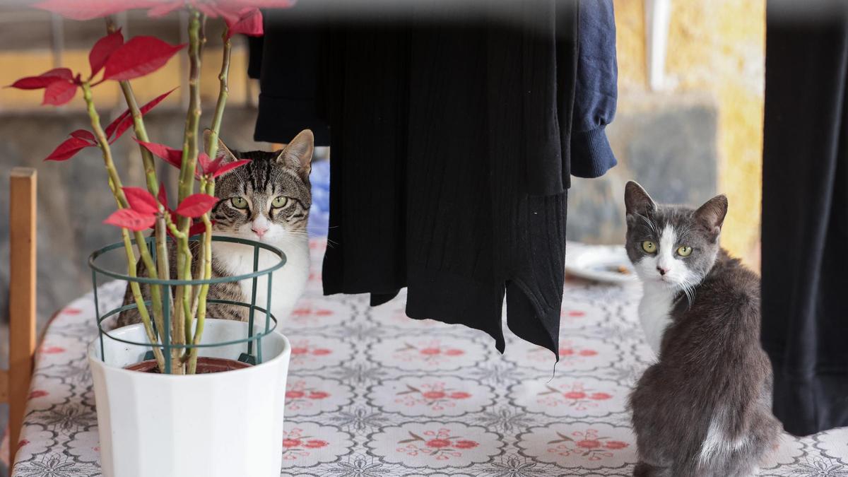 Invasión felina en el barrio de Rabasa