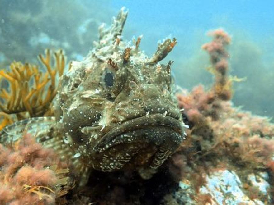 Carreño se mueve por tierra y mar