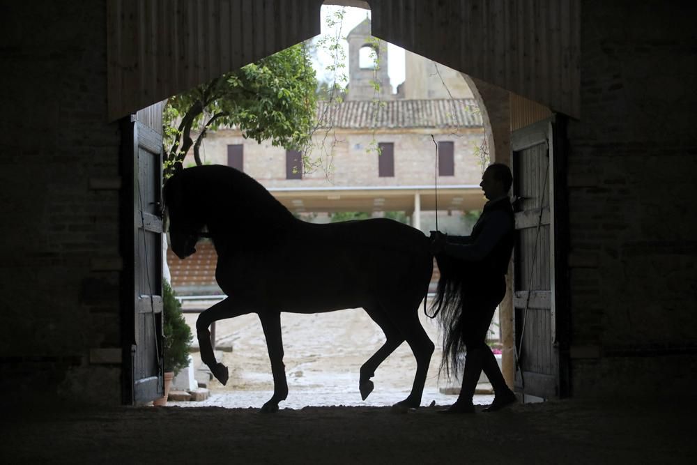 Coronavirus en Córdoba: ¿Quién cuida de los caballos en Caballerizas?