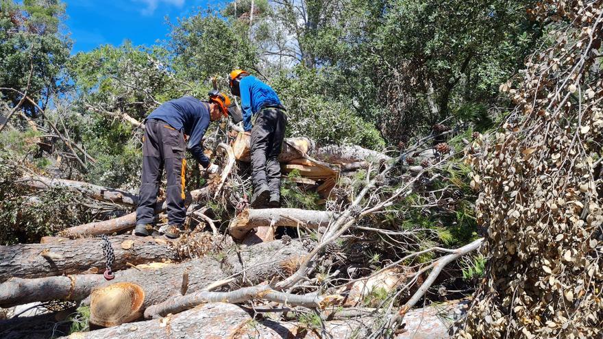 Temporales en Mallorca: El Govern asegura la inversión de 1,8 millones hasta 2025 para restaurar 200 hectáreas afectadas por Juliette