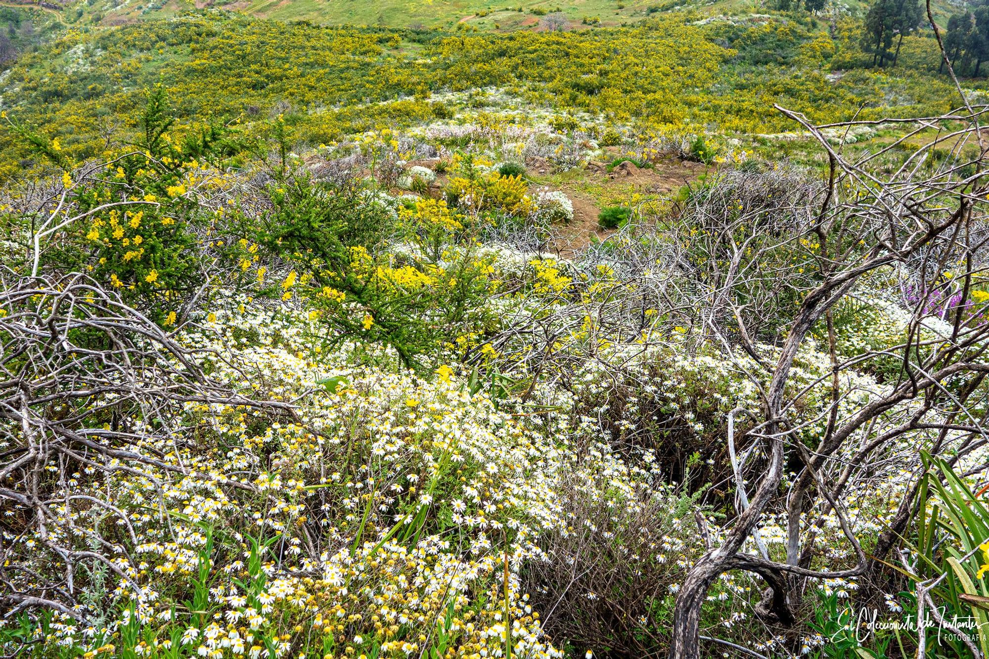 Ruta entre los Llanos de Ana López y Degollada Becerra, en Gran Canaria