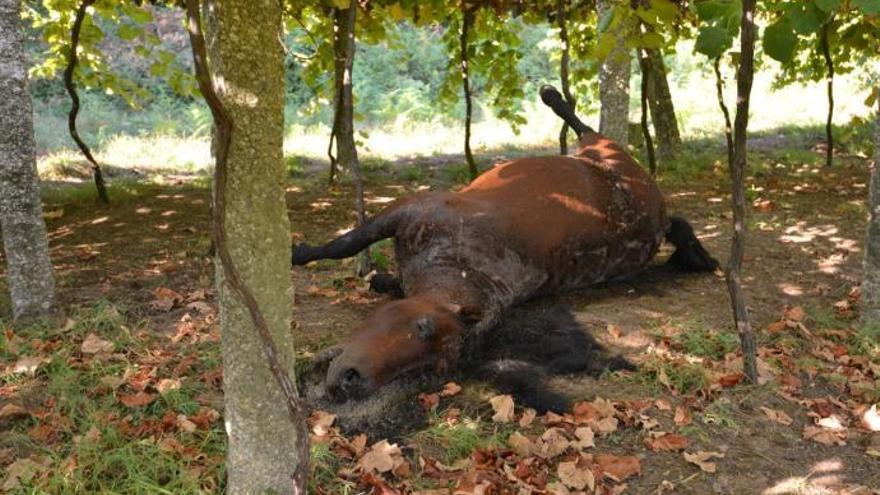 Sospechan que mataron a tiros a dos caballos encontrados en Barro