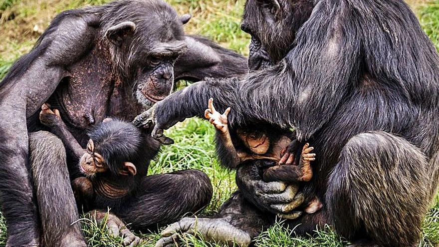 La guerra de los chimpancés