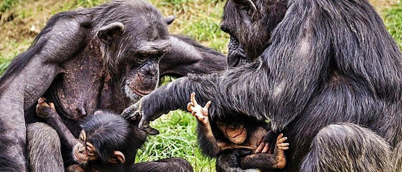 La guerra de los chimpancés