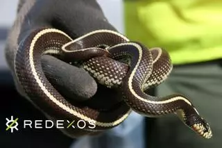 Una de cada diez especies de Canarias son introducidas por el humano, y al menos 200 son invasoras