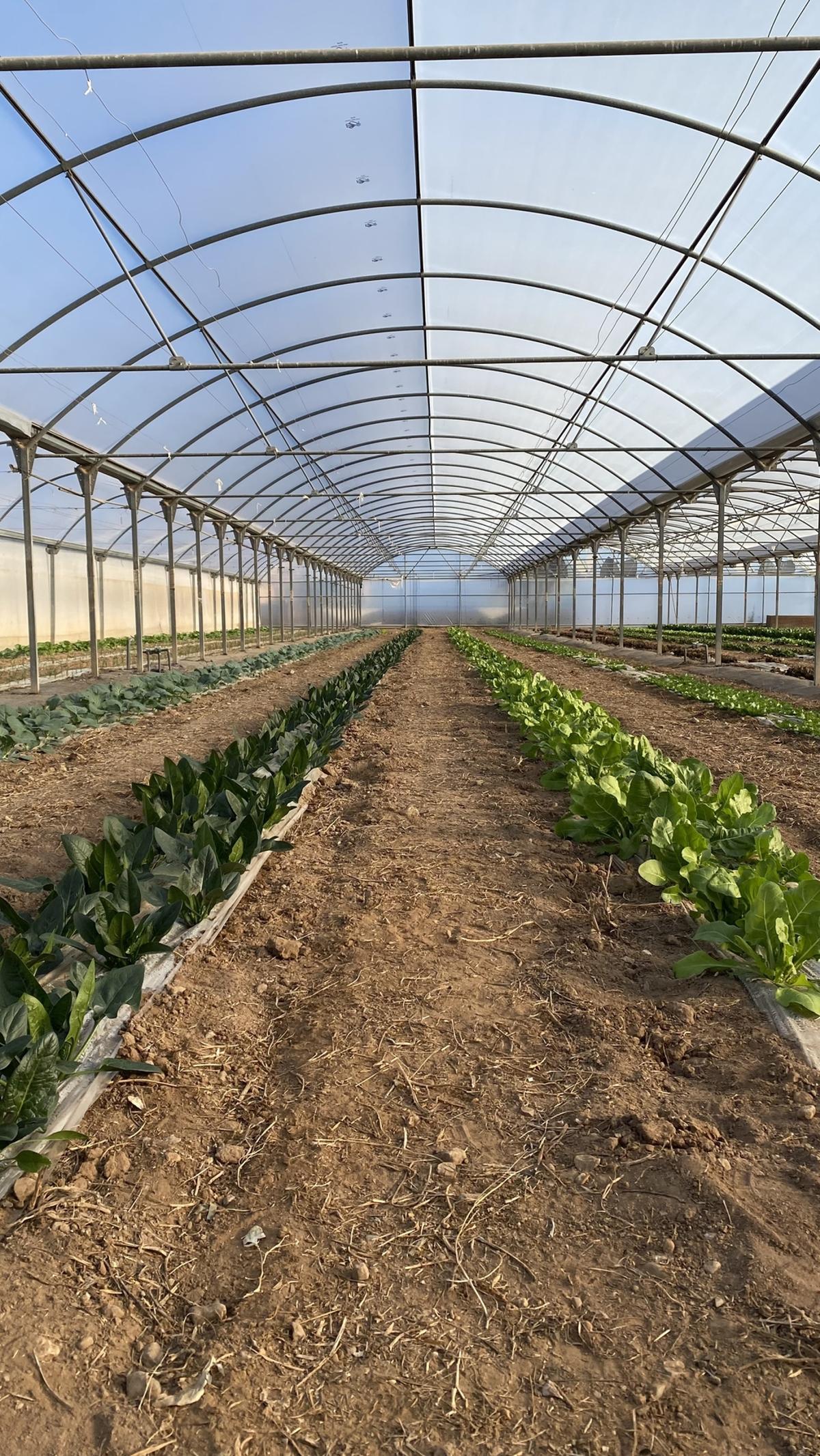 A través del proyecto de Naturalia se pretende concienciar a los jóvenes sobre el consumo responsable de alimentos libres de químicos.