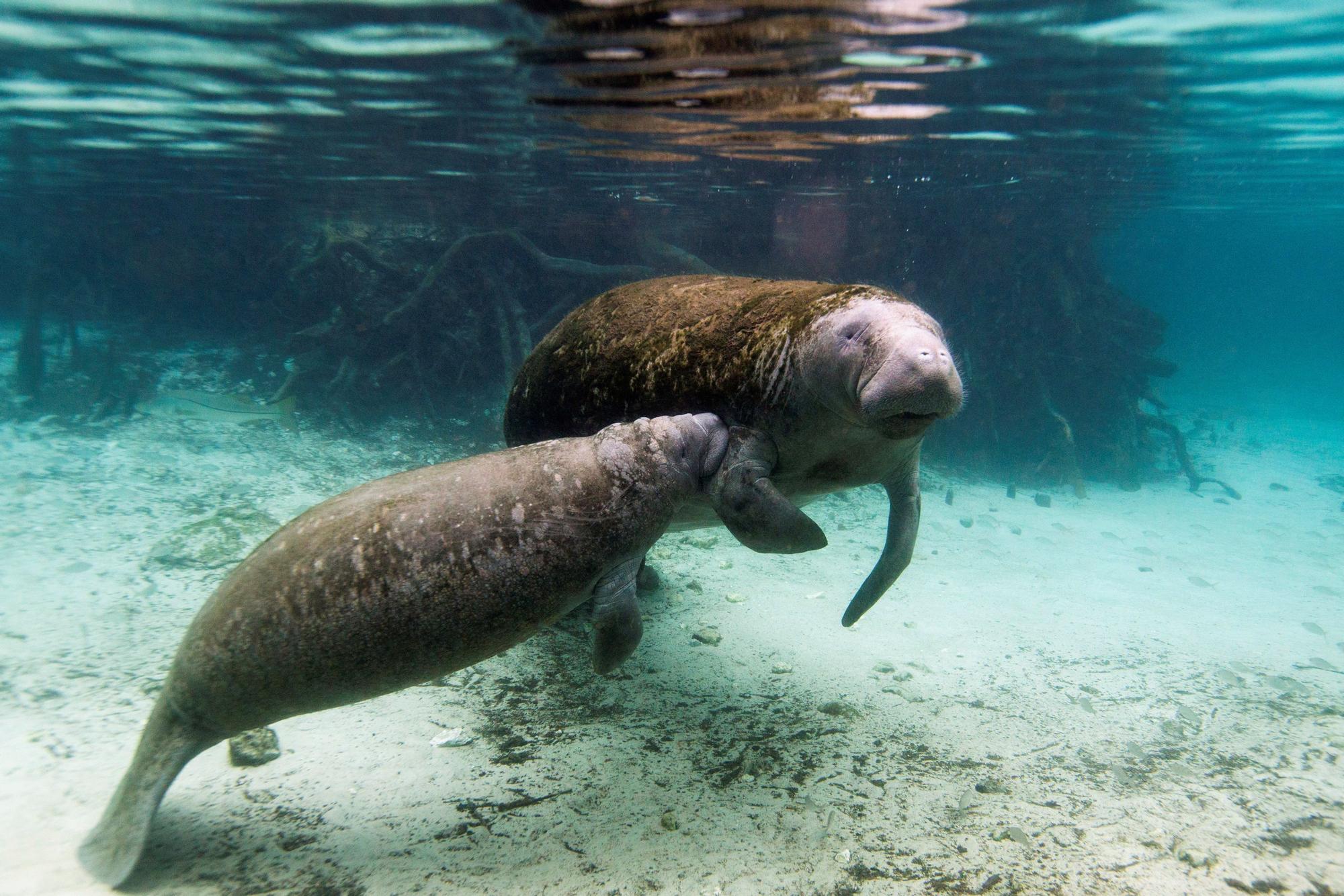 Una pareja de manatíes, especie en extinción, en las aguas de Florida