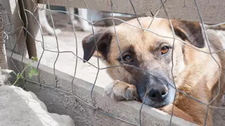 Si quieres tener perro, tendrás que tener este carnet: así es el curso de 4 horas que exigirá el Gobierno en los próximos meses