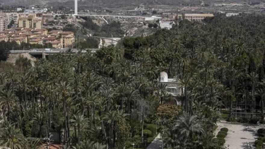 Vistas al Palmeral Histórico de Elche desde la basílica de Santa María.