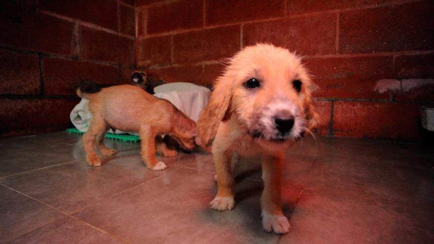 Perros en el centro de acogida de Armenteira. // Iñaki Abella