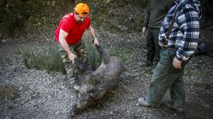 Almenys 652 senglars van ser abatuts a Collserola durant el 2015.