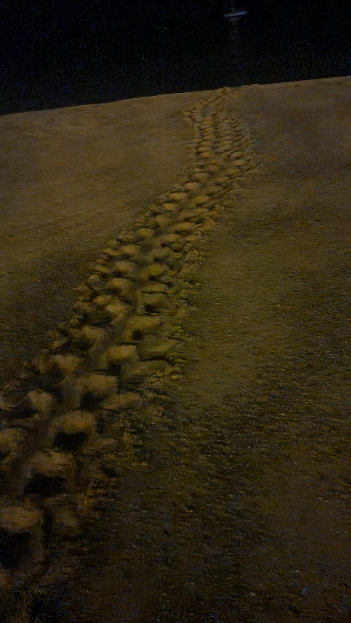 Die Spuren der Schildkröte im Sand