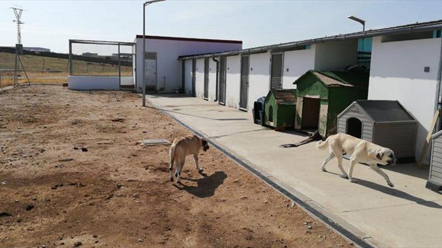 El refugio de animales Turgalium pide mejoras en sus instalaciones