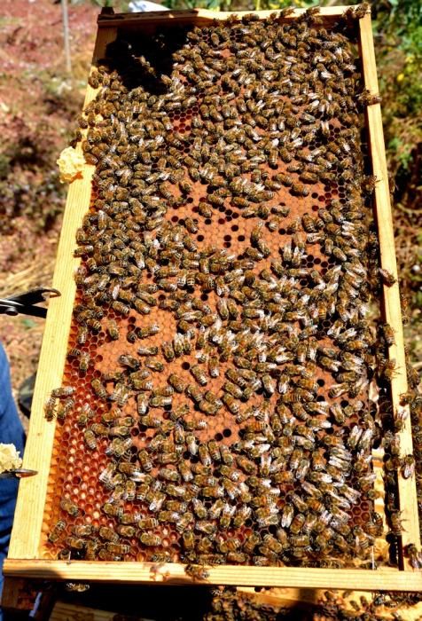 07/06/2018 EL CARACOL, TELDE. Colmenas de abejas ...