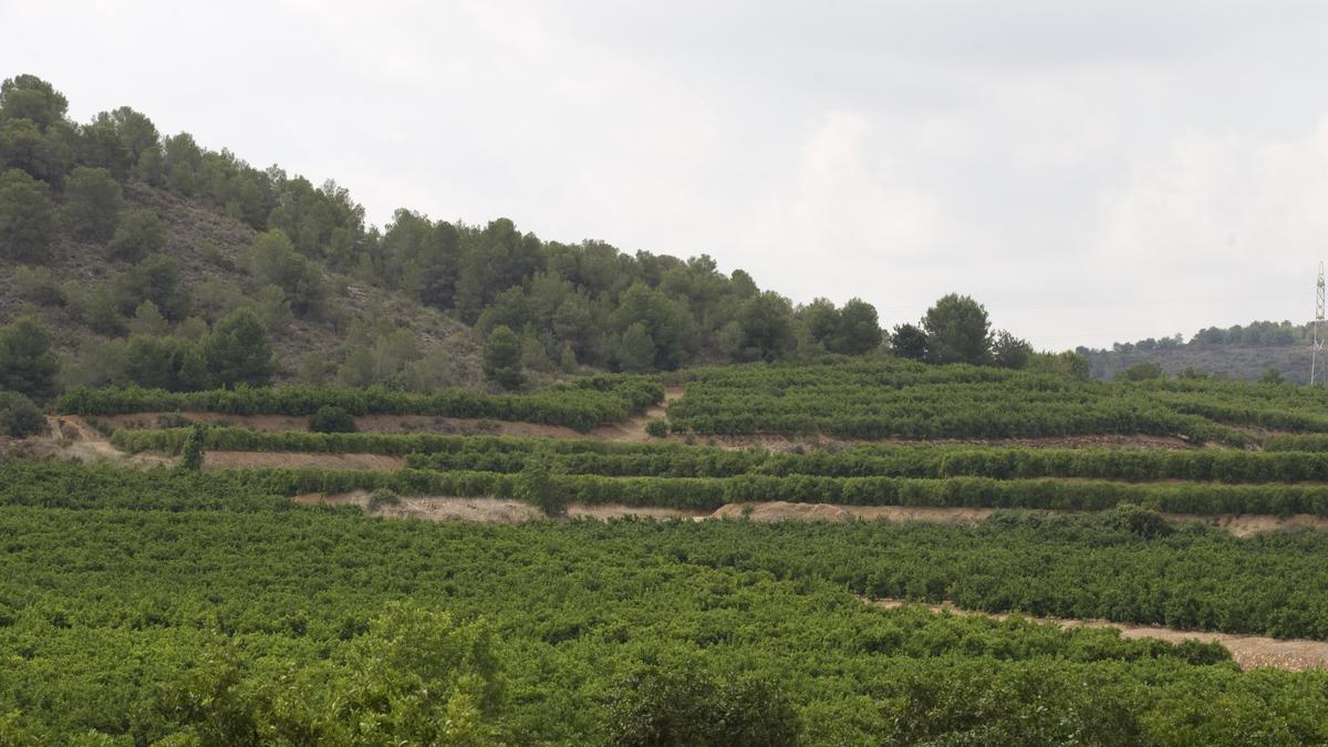 Terrenos donde se preveía el PAI de Porxinos, en Riba-roja de Túria, en una imagen de archivo.