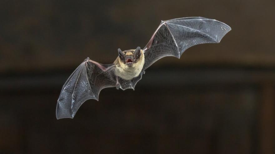Identified in a group of bats the closest 'relatives' to the covid-19 coronavirus