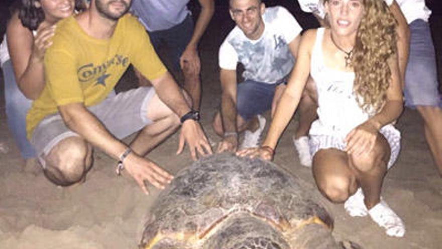 Una acampada de voluntarios vigilará día y noche el nido de tortuga boba localizado en Sueca