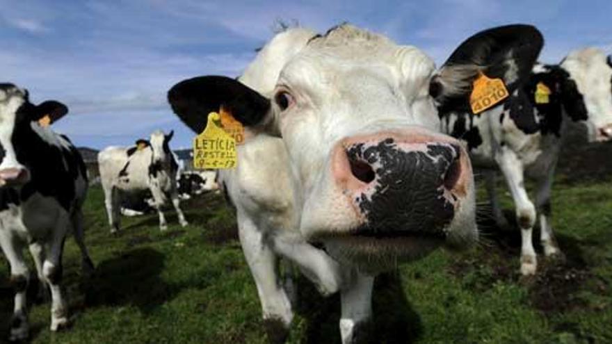 Una parte importante de los gases de efecto invernadero procede de la ganadería