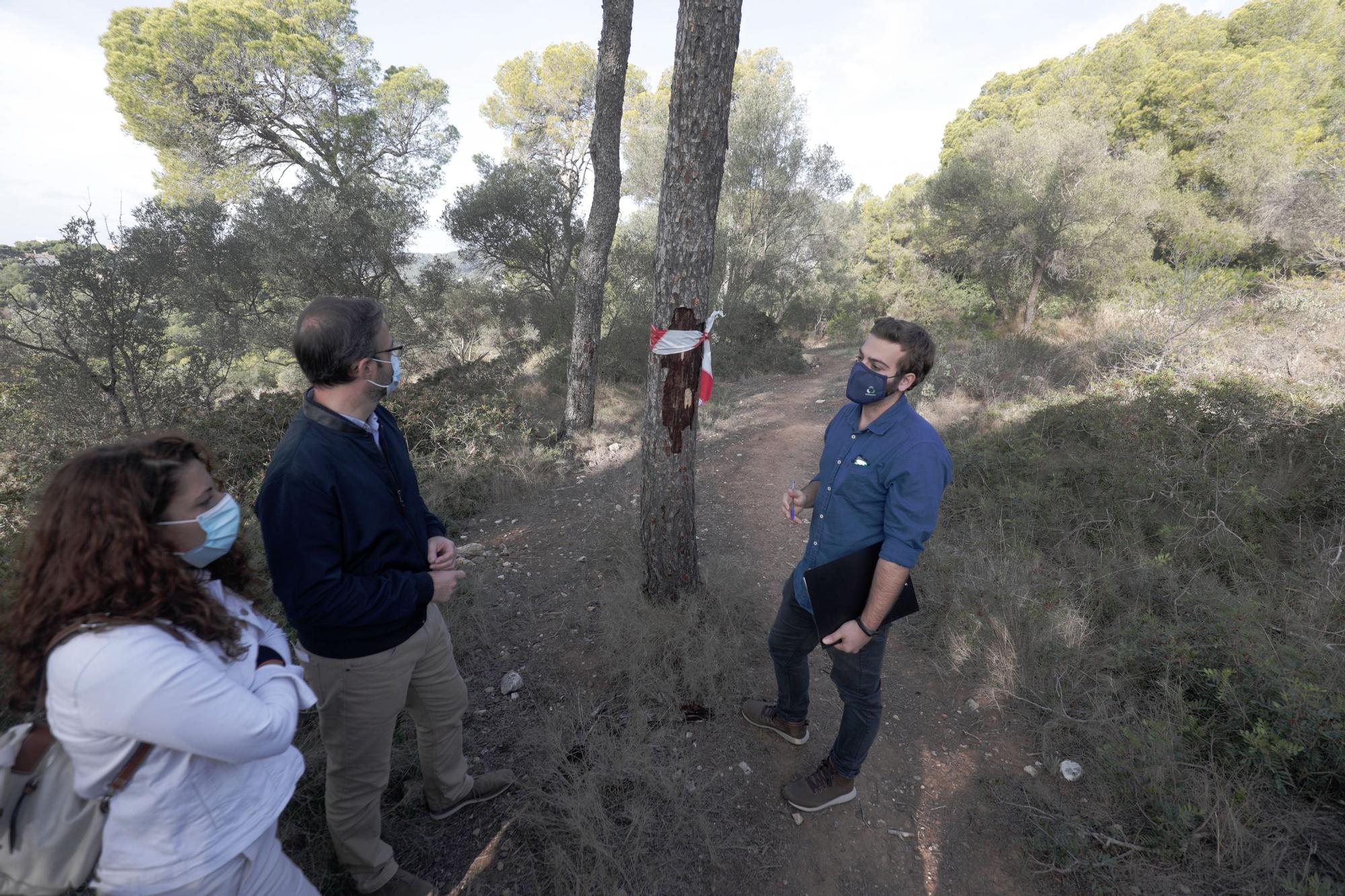 El alcalde de Palma visita el bosque de Bellver para conocer la incidencia de la plaga de Tomicus