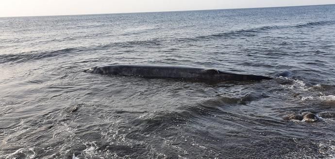 Una ballena muerta aparece varada en la costa de Tuineje