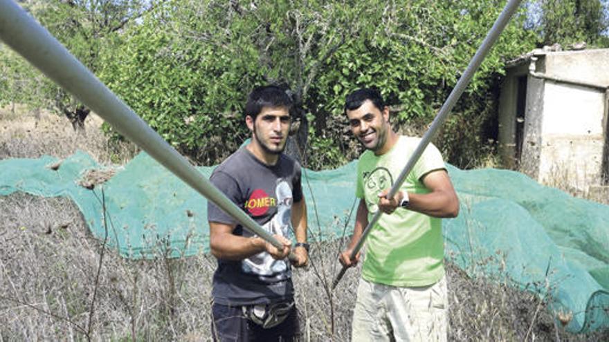 Wenn die Netze auf hochgewachsenem Unkraut ausgebreitet werden müssen, ist die Ernte beschwerlich. Miquel und Bernat freuen sich trotzdem auf die Einnahmen aus den verkauften Mandeln