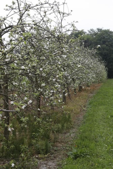 Manzanos en flor en Serín