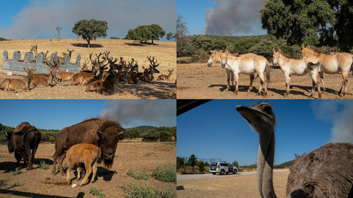 Animales de Safari Madrid, a salvo tras la activación del protocolo de prevención frente al avance del incendio en el suroeste madrileño.