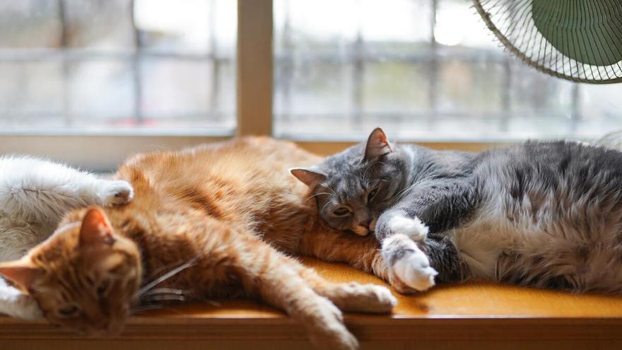 ¿La personalidad de los gatos tiene relación con su color? Te lo explicamos