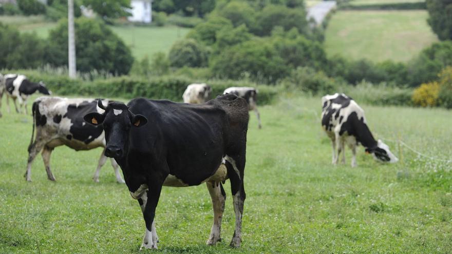 Las mismas explotaciones pero con menos reses: en cuatro años se redujeron 1.737 vacas de leche