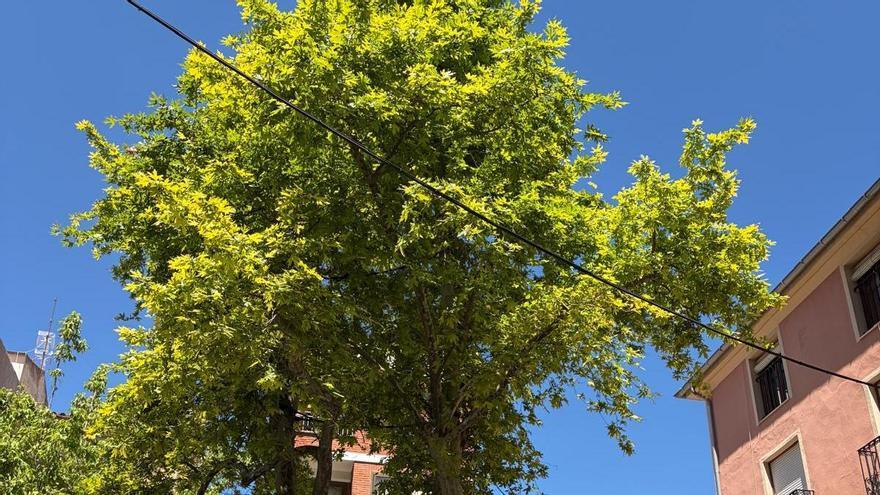 El plátano de Ibi de 350 años está como un roble