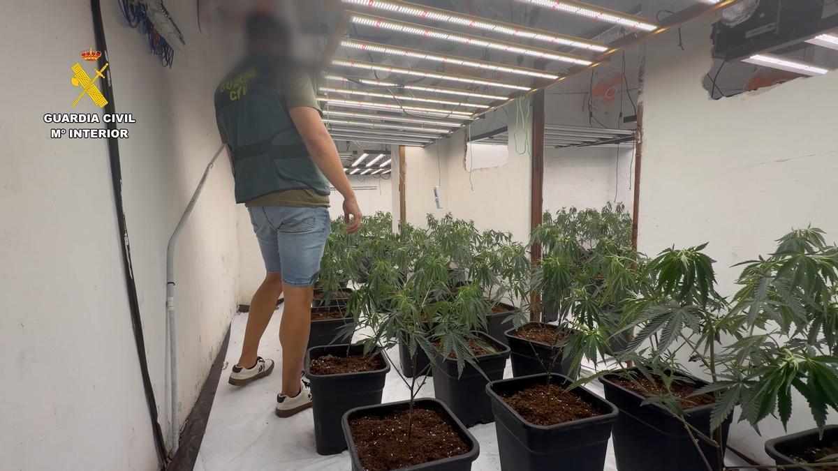Las plantas de marihuana halladas dentro de la vivienda