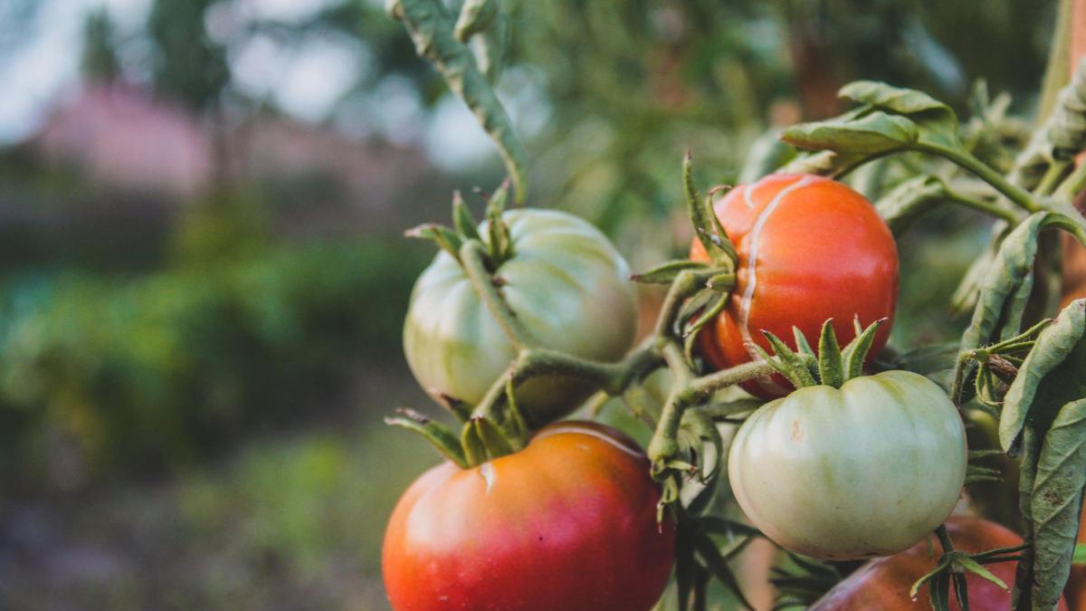 Los agricultores coinciden sobre las complicaciones para encontrar buen tomate este verano