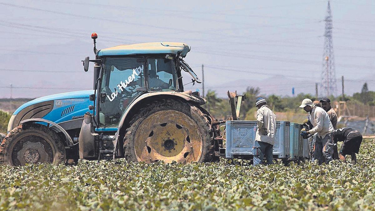 Varios jornaleros trabajan en el Campo de Cartagena bajo el sol en una imagen de archivo.