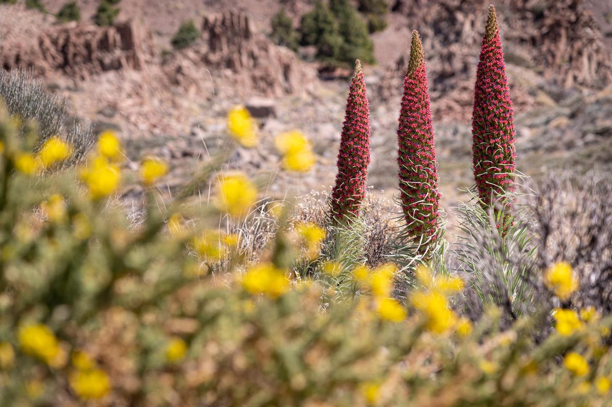 Tajinastes en el Parque Nacional del Teide.