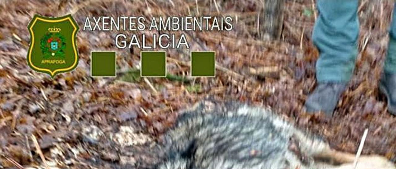 El animal fue localizado por dos senderistas. | // APRAFOGA