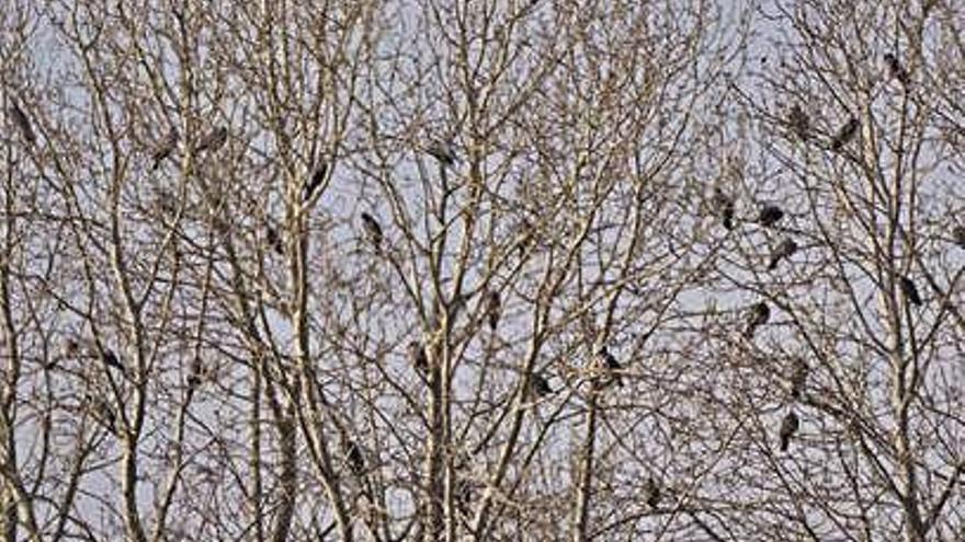 Decenas de aves colocadas en una arboleda para pernoctar.