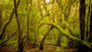 Parece Costa Rica o Nueva Zelanda, pero es el bosque nuboso más impresionante de España
