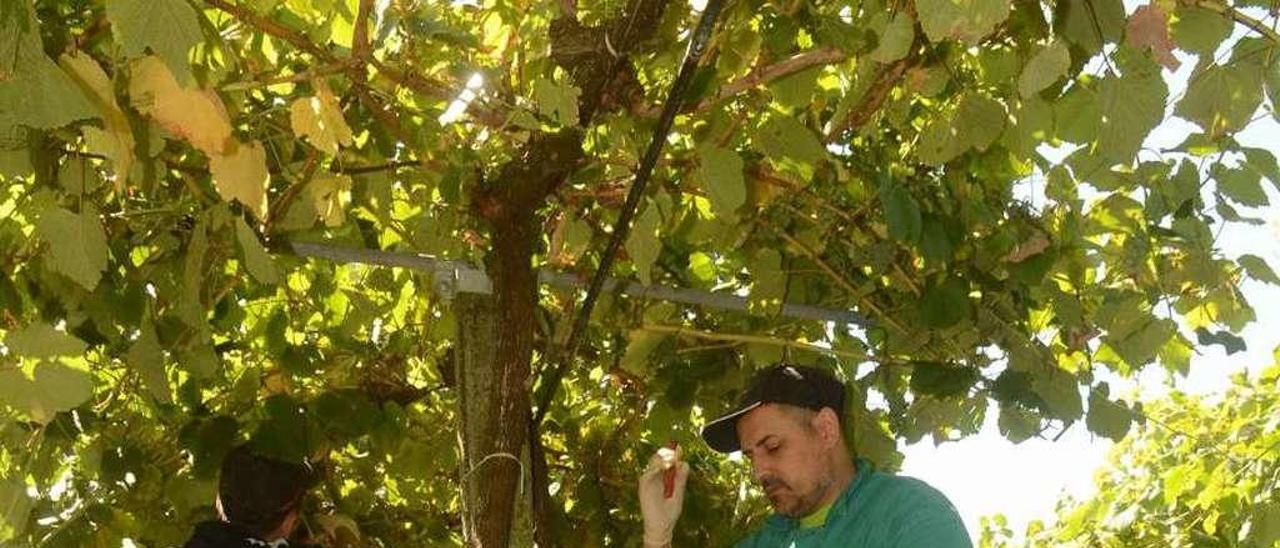 Trabajos de vendimia, este año en Cambados. // Noé Parga