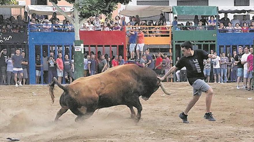 Los festejos taurinos arrancan con un astado del hierro de la Laguna