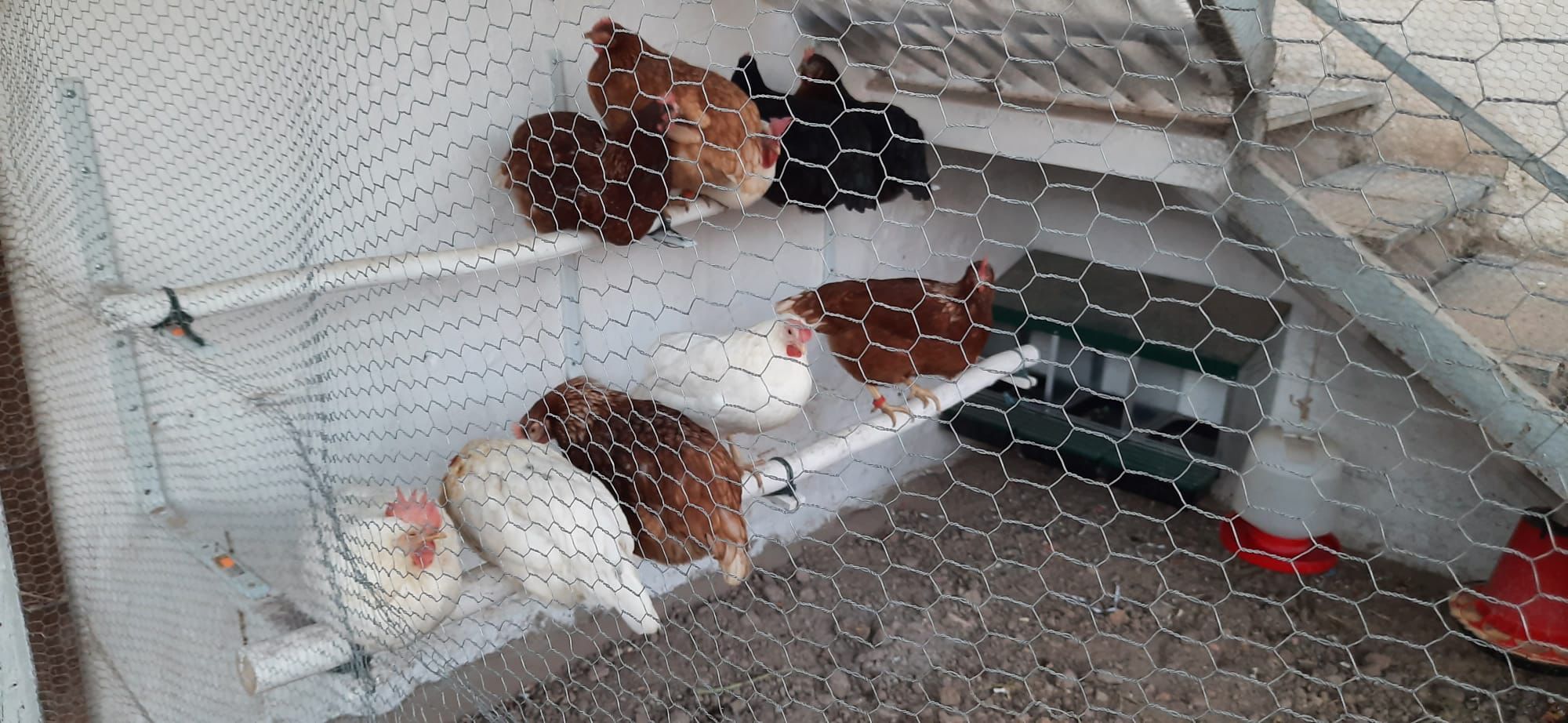 FOTOGALERÍA | El huevo de gallina más grande de España, en La Almunia de Doña Godina