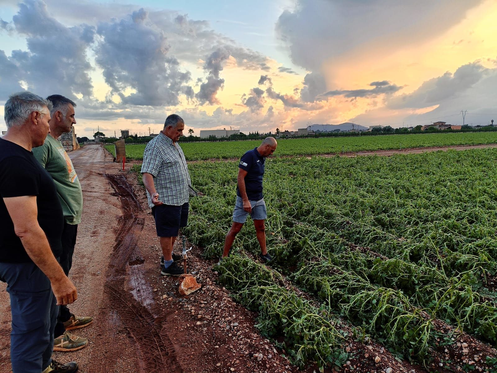 Una granizada destroza el cultivo de la patata en sa Pobla