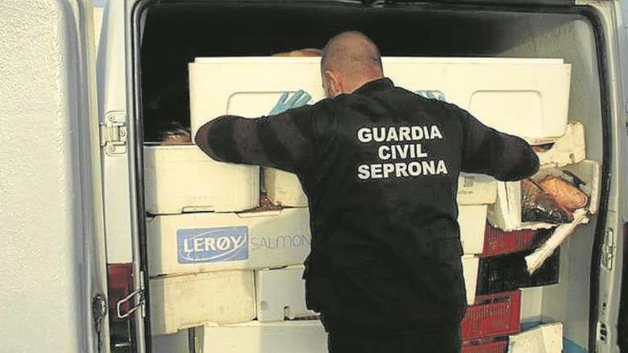 Incautan 1.880 kilos de carpas no aptas para consumo